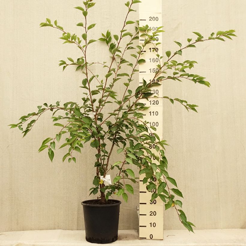 Ejemplar de Cerisier du Japon - Prunus Accolade en pot de 18L/20L entregado en verano