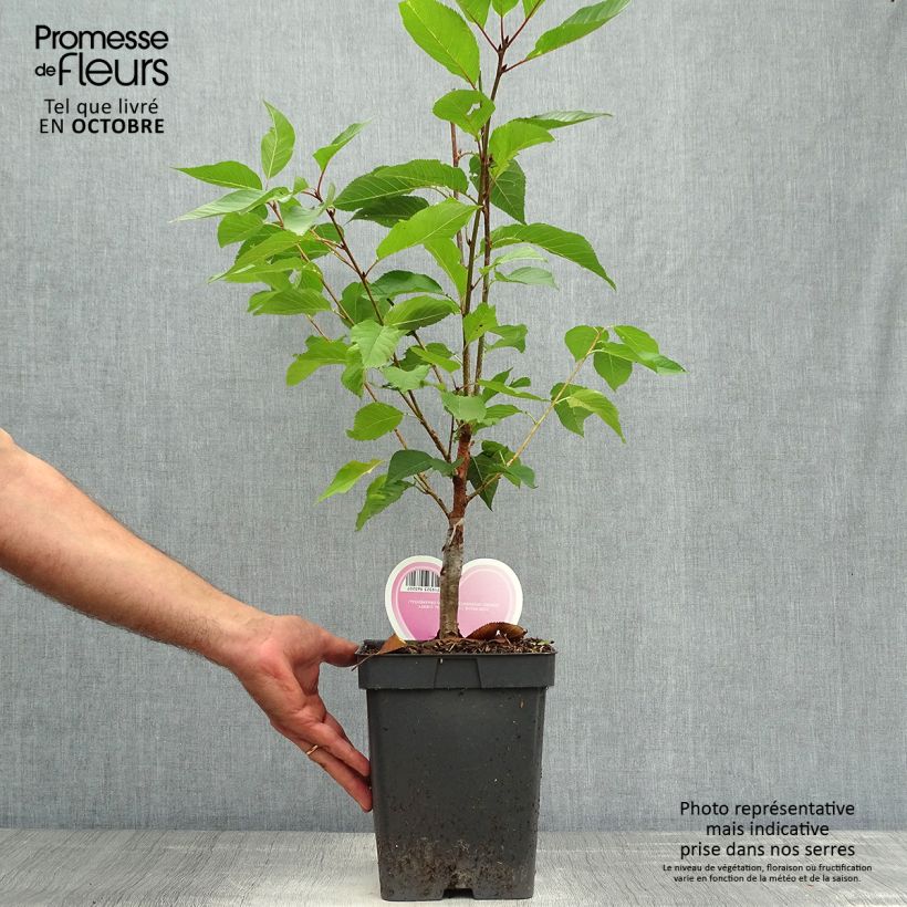 Ejemplar de Cerisier du Japon - Prunus serrulata Kanzan en pot de 4L/5L entregado en otoño