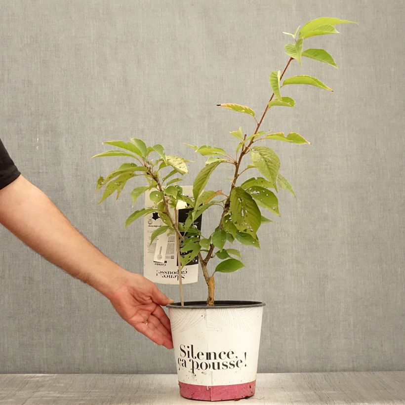 Ejemplar de Cerisier du Japon - Prunus serrulata Kanzan en pot de 4L/5L entregado en verano