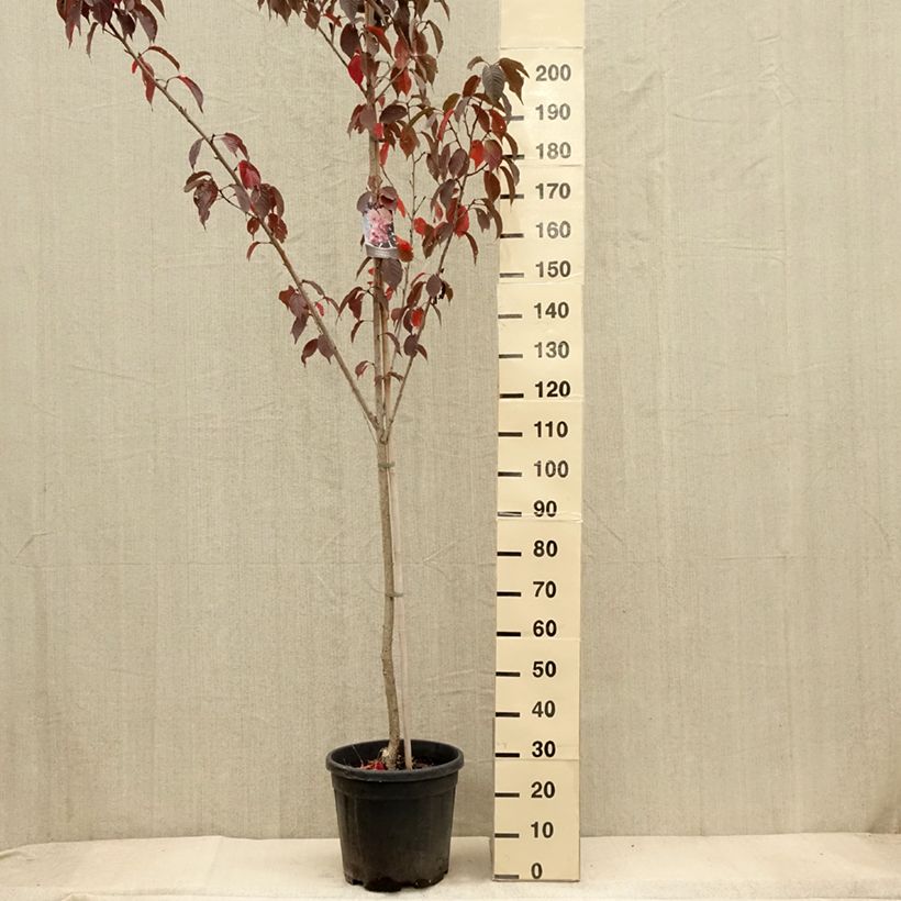 Ejemplar de Cerisier du Japon - Prunus serrulata Royal Burgundy pot de 15L entregado en otoño