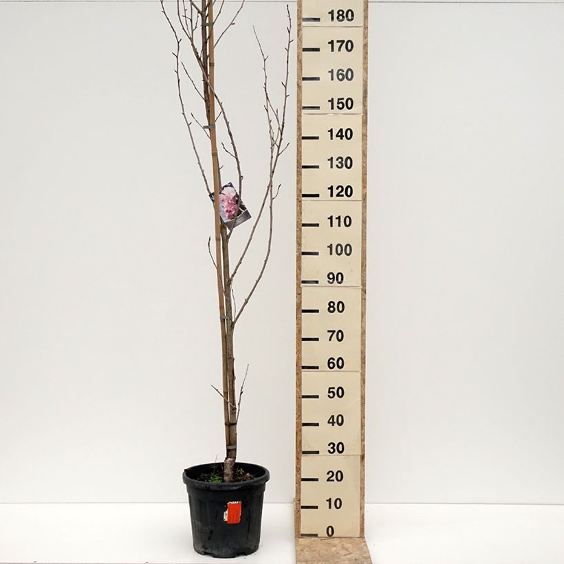 Cerezo japonés Royal Burgundy - Prunus serrulata Maceta 12L/15LAltura de entrega aprox. 180/200cm Ejemplar entregado en invierno