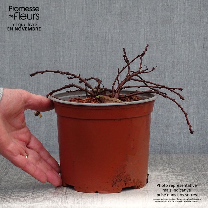 Ejemplar de Cerisier nain rampant - Prunus pumila Depressa Pot de 2L/3L entregado en otoño