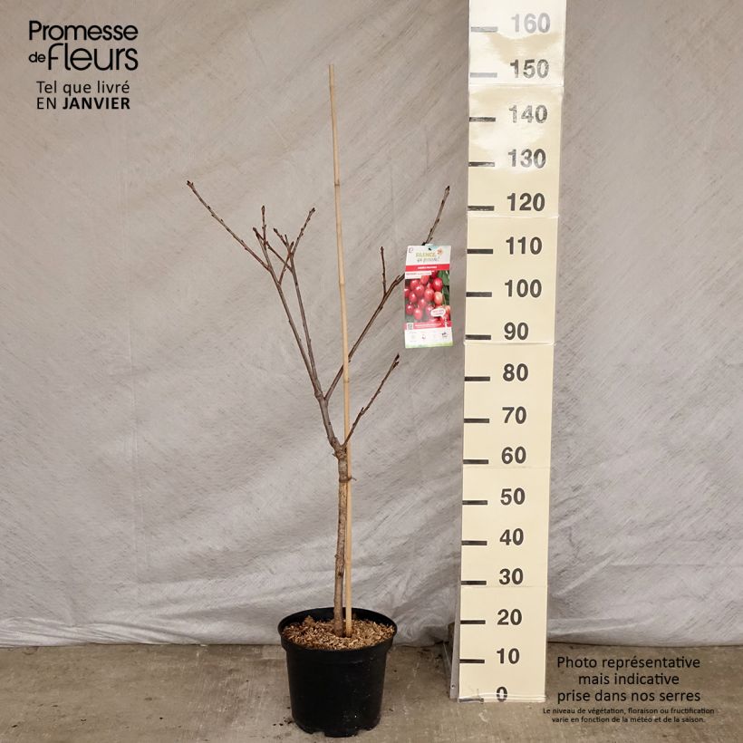 Cerisier Rainier - Prunus cerasus Pot de 7,5L/10L Ejemplar entregado en invierno