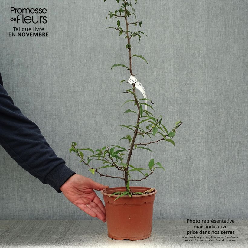 Ejemplar de Chaenomeles cathayensis - Cognassier de Cathay Pot de 3L/4L entregado en otoño