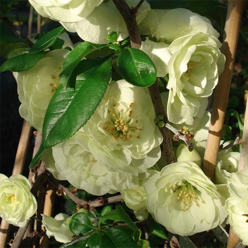 Membrillero del Japón Kinshiden - Chaenomeles speciosa (Floración)