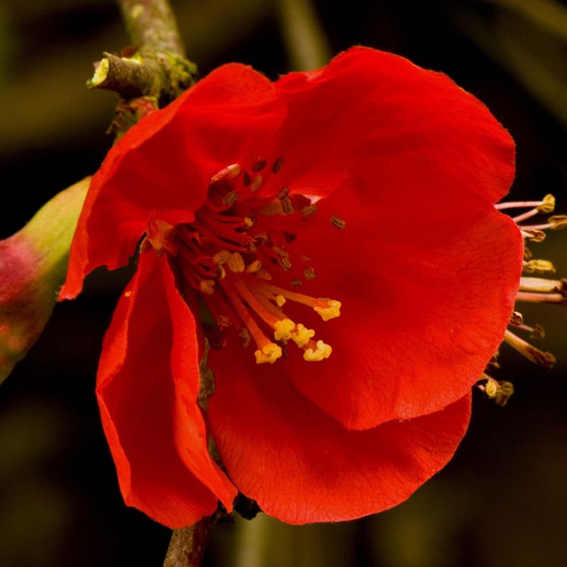 Membrillero del Japón Nicoline - Chaenomeles superba (Floración)