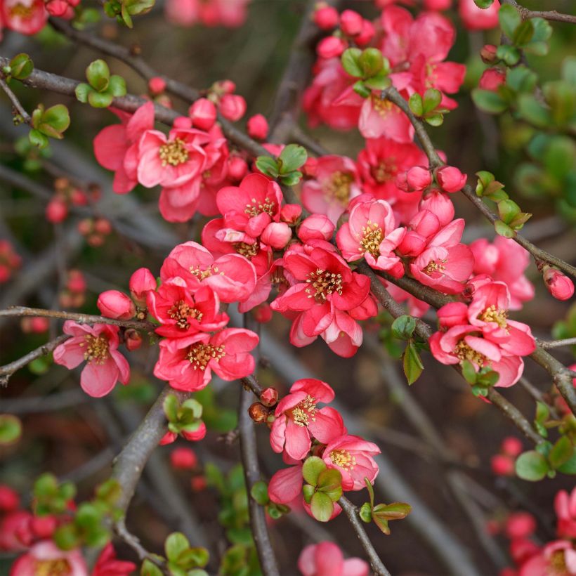 Membrillero del Japón Pink Lady - Chaenomeles superba (Floración)