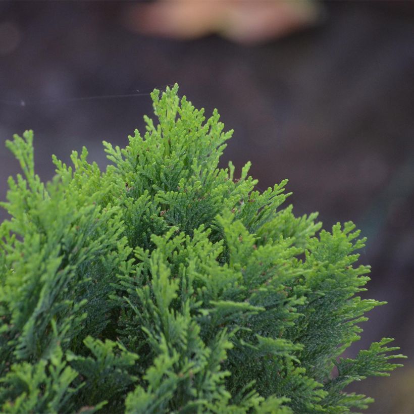 Chamaecyparis lawsoniana Minima Glauca (Follaje)