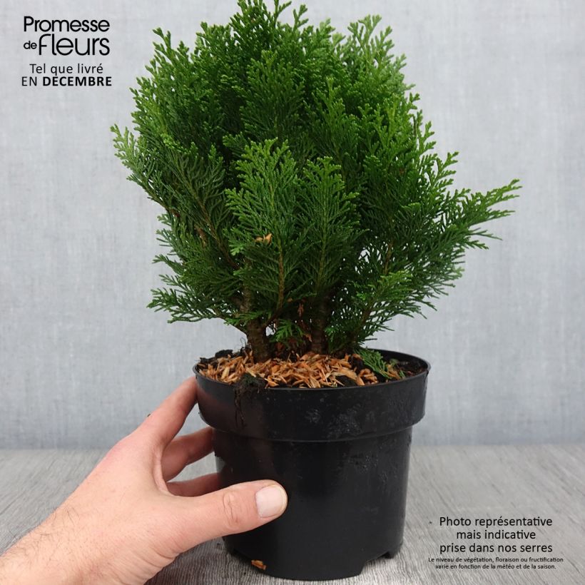 Ejemplar de Chamaecyparis law.Minima Glauca - Faux cyprès Pot de 2L/3L entregado en otoño