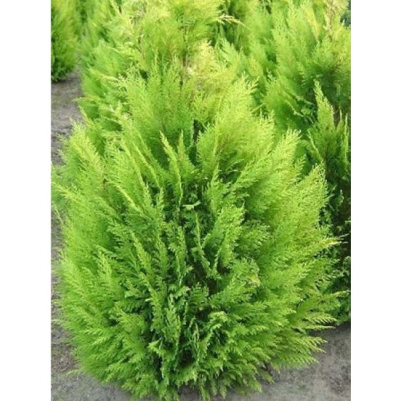 Chamaecyparis lawsoniana Alumigold (Porte)