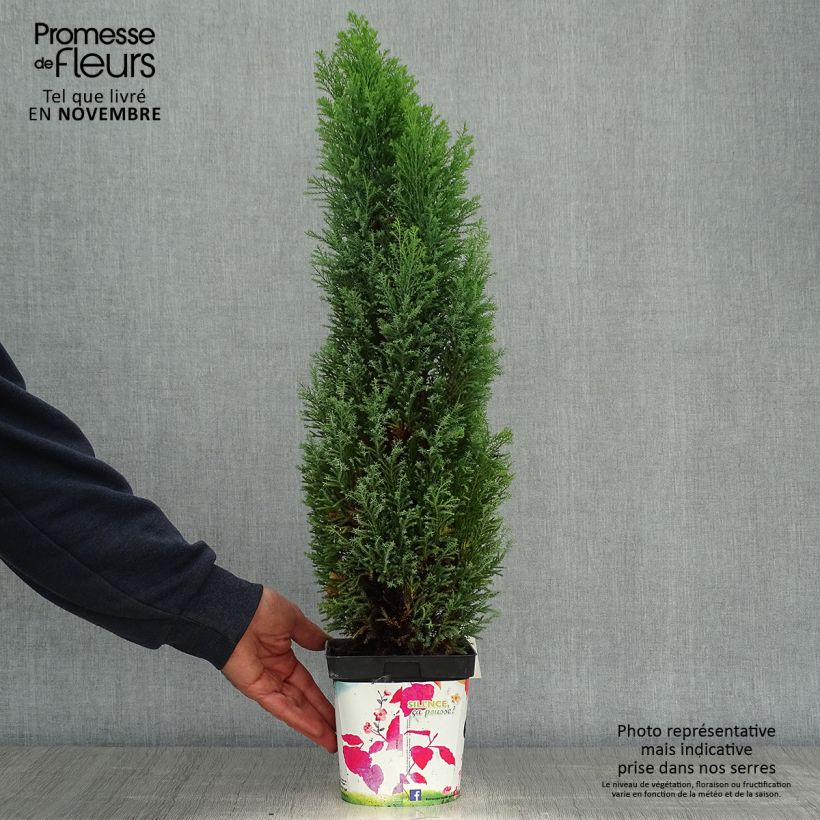 Ejemplar de Chamaecyparis lawsoniana Elwoodii - Cyprès de Lawson en pot de 2L/3L entregado en otoño