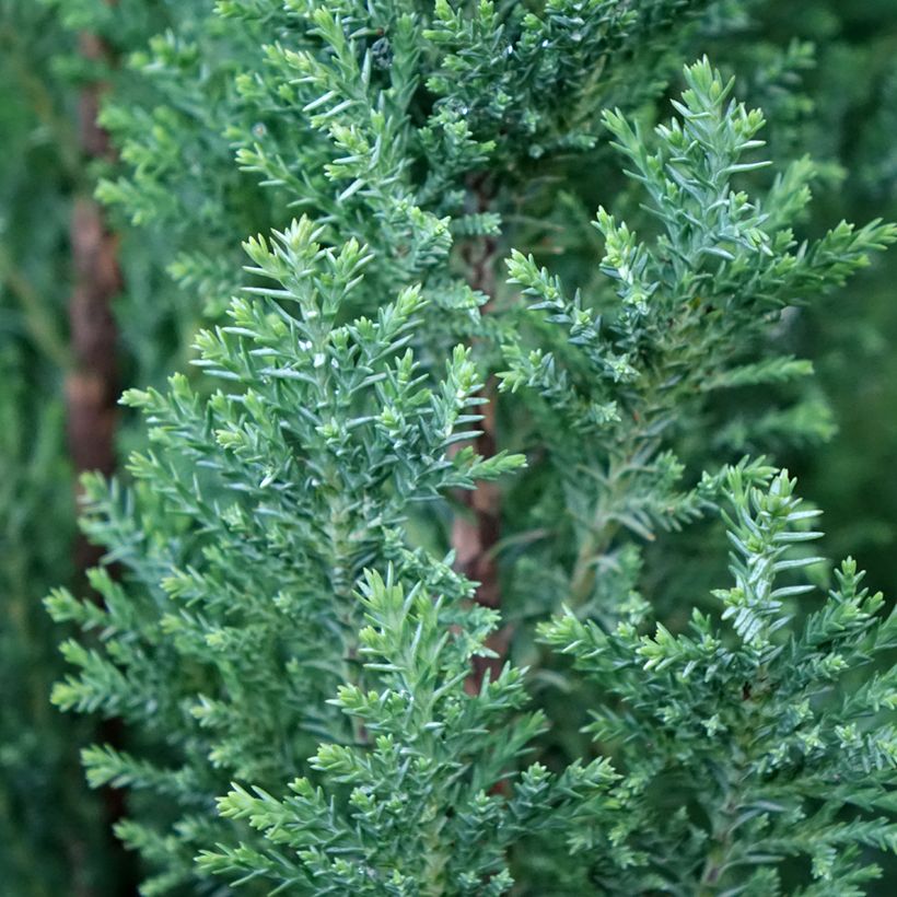 Chamaecyparis lawsoniana Elwoodii (Follaje)