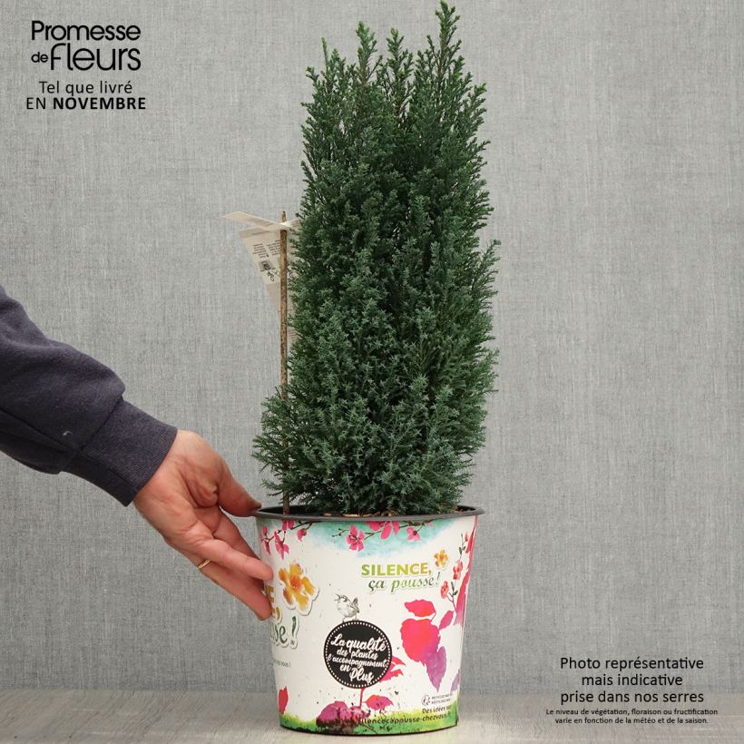 Ejemplar de Chamaecyparis lawsoniana Elwoodii - Cyprès de Lawson en pot de 4L/5L entregado en otoño