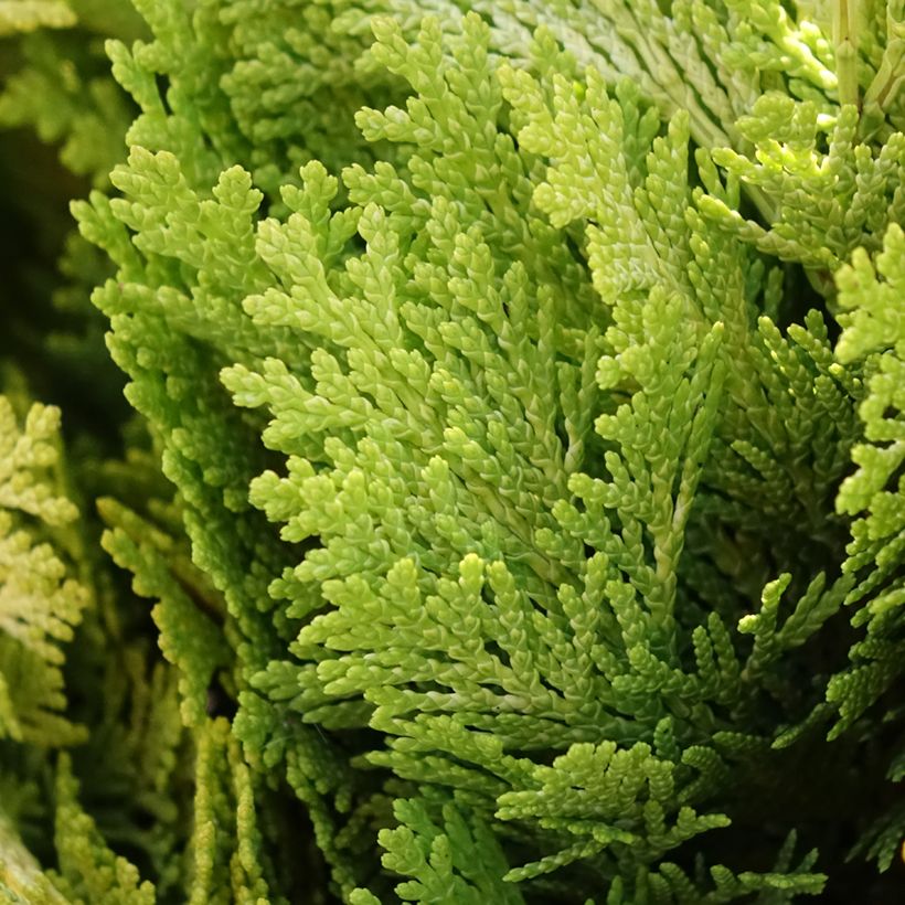 Chamaecyparis lawsoniana Minima Aurea (Follaje)