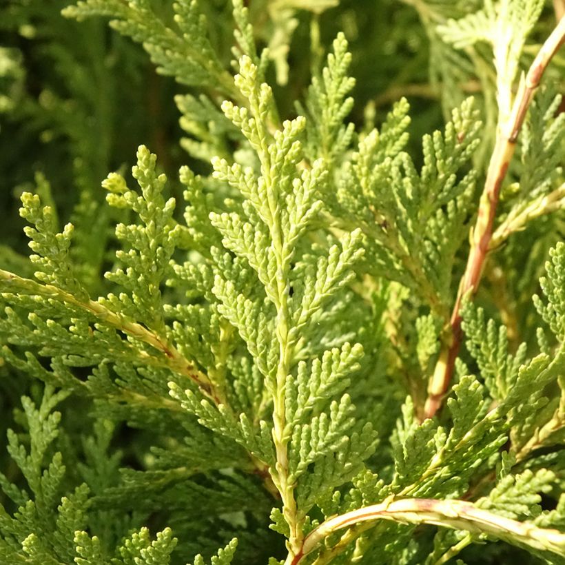 Chamaecyparis lawsoniana Sunkist (Follaje)