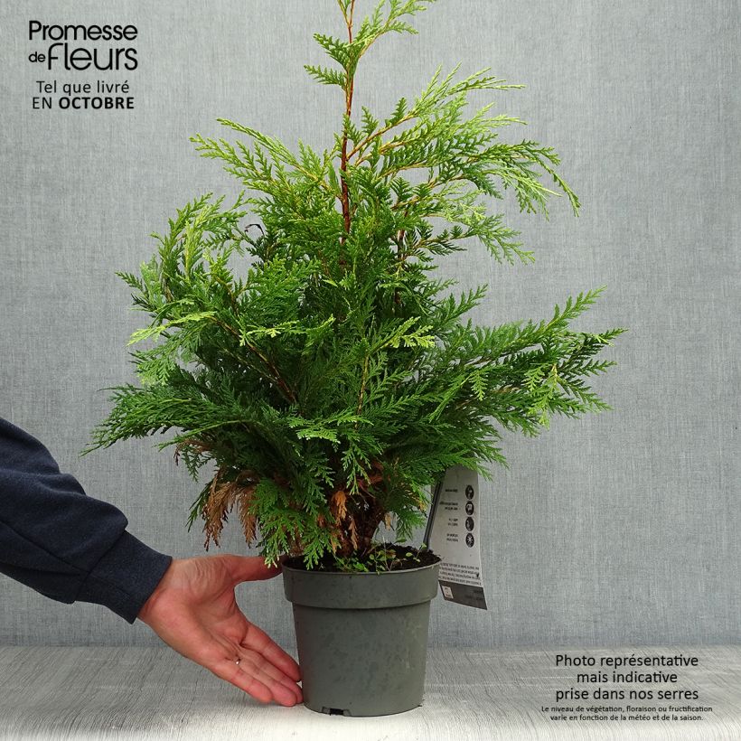 Ejemplar de Chamaecyparis lawsoniana Sunkist - Cyprès de Lawson nain - Pot de 2L/3L entregado en otoño