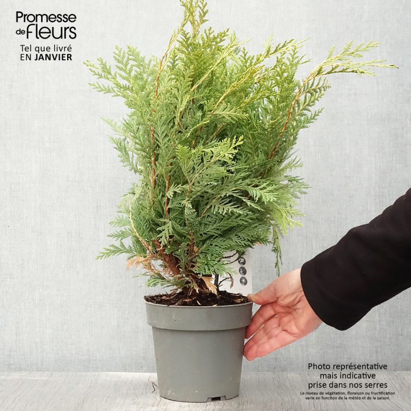 Chamaecyparis lawsoniana Sunkist - Cyprès de Lawson nain - Pot de 2L/3L Ejemplar entregado en invierno