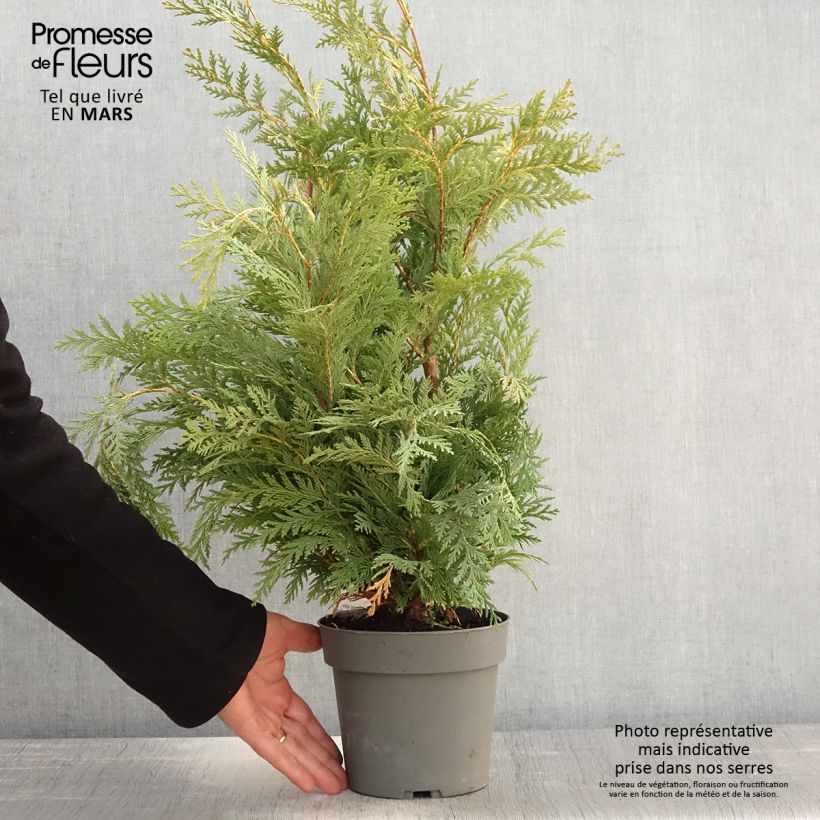 Chamaecyparis lawsoniana Sunkist - Cyprès de Lawson nain - Pot de 2L/3L Ejemplar entregado en la primavera