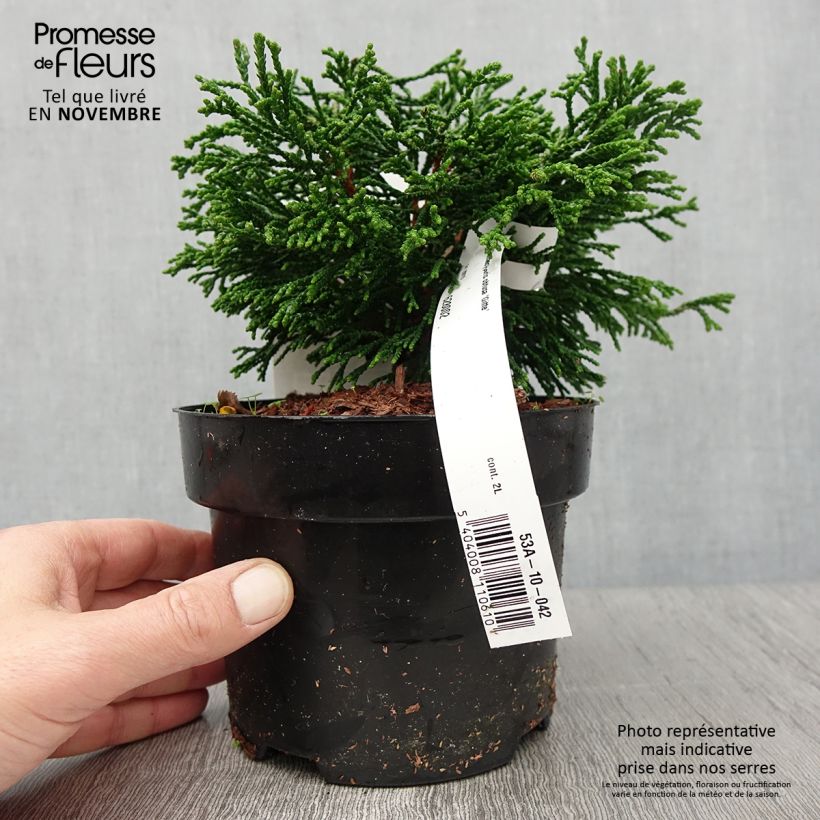 Ejemplar de Chamaecyparis obtusa Gitte - Faux cyprès hinoki du Japon nain Pot de 2L/3L entregado en otoño