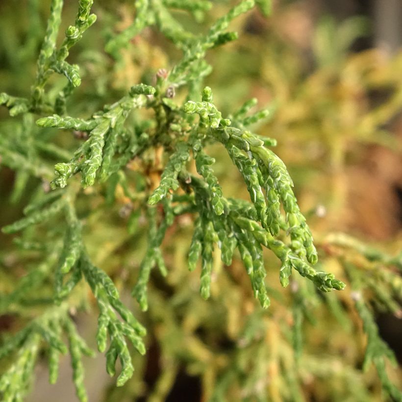 Chamaecyparis obtusa Lycopodioides - Ciprés hinoki (Follaje)