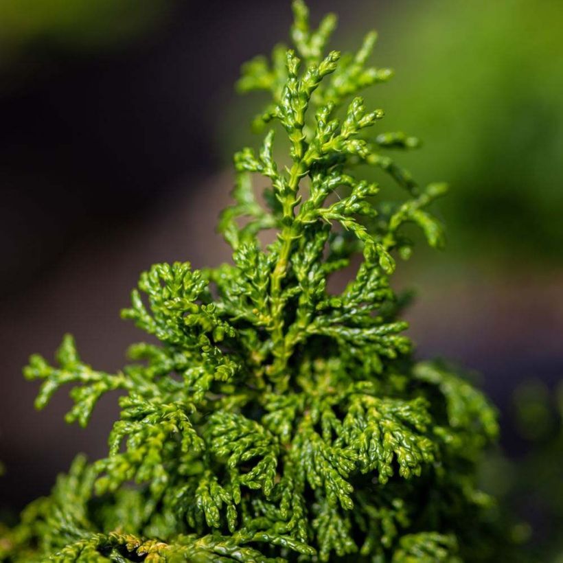 Chamaecyparis obtusa Maureen - Ciprés hinoki (Follaje)