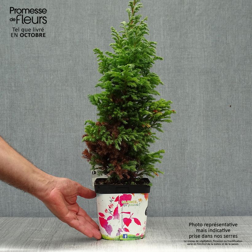 Ejemplar de Chamaecyparis pisifera Boulevard - Cyprès Sawara   Pot de 2L/3L entregado en otoño