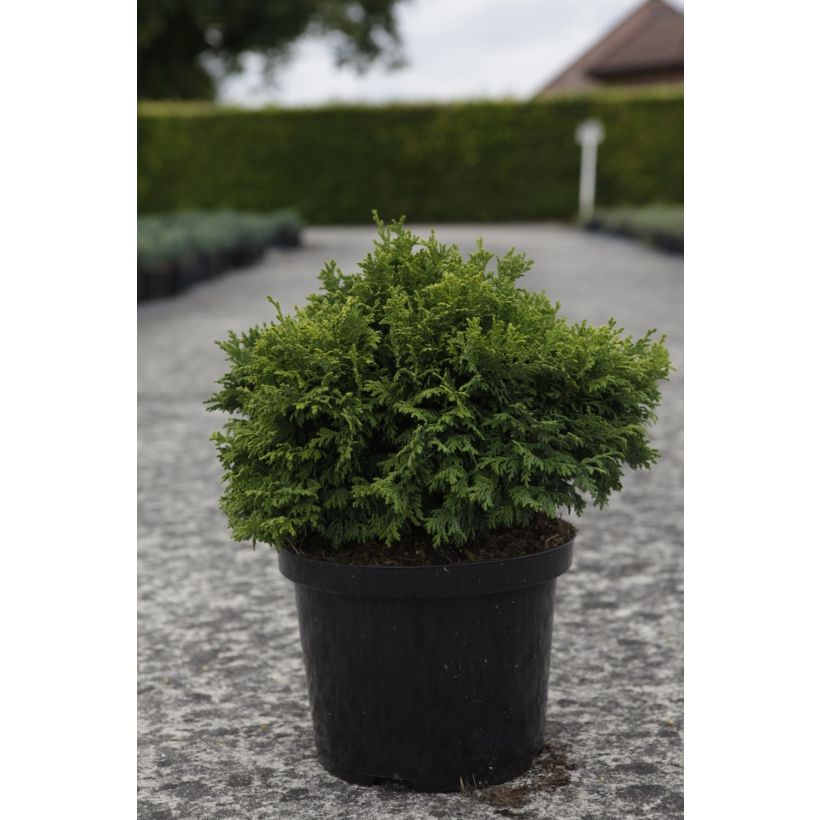 Chamaecyparis pisifera Golden Pincushion - Falso ciprés sawara (Porte)