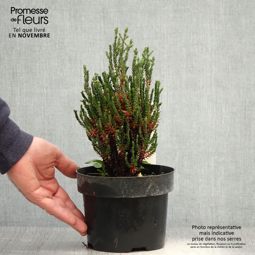 Ejemplar de Chamaecyparis thyoides Blue Rock Pot de 2L/3L entregado en otoño