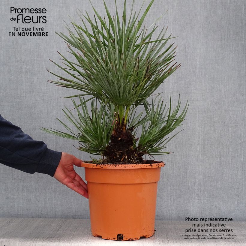 Ejemplar de Chamaerops humilis cerifera - Palmier nain bleuté en pot de 10L entregado en otoño