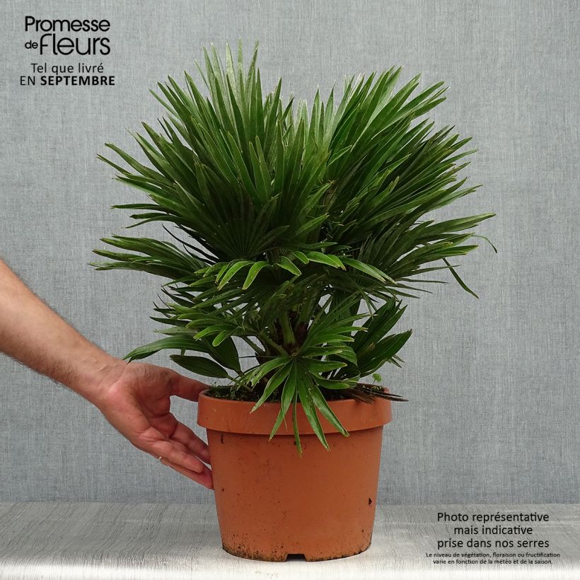 Ejemplar de Chamaerops humilis Vulcano - Palmier nain en pot de 7 litres entregado en otoño