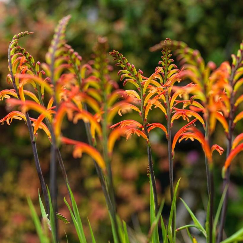 Chasmanthe floribunda Saturnus (Floración)