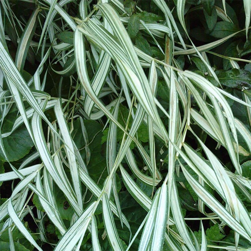 Chasmanthium latifolium River Mist (Floración)