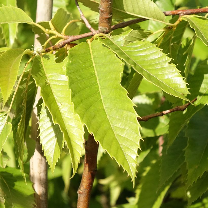 Castaño Marigoule (Follaje)