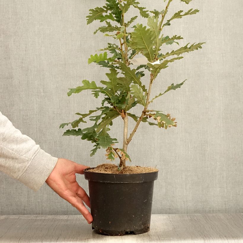 Ejemplar de Chêne de Hongrie - Quercus frainetto Pot de 4L/5L entregado en otoño