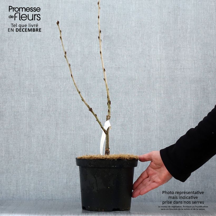 Chêne de Hongrie - Quercus frainetto Pot de 4L/5L Ejemplar entregado en invierno