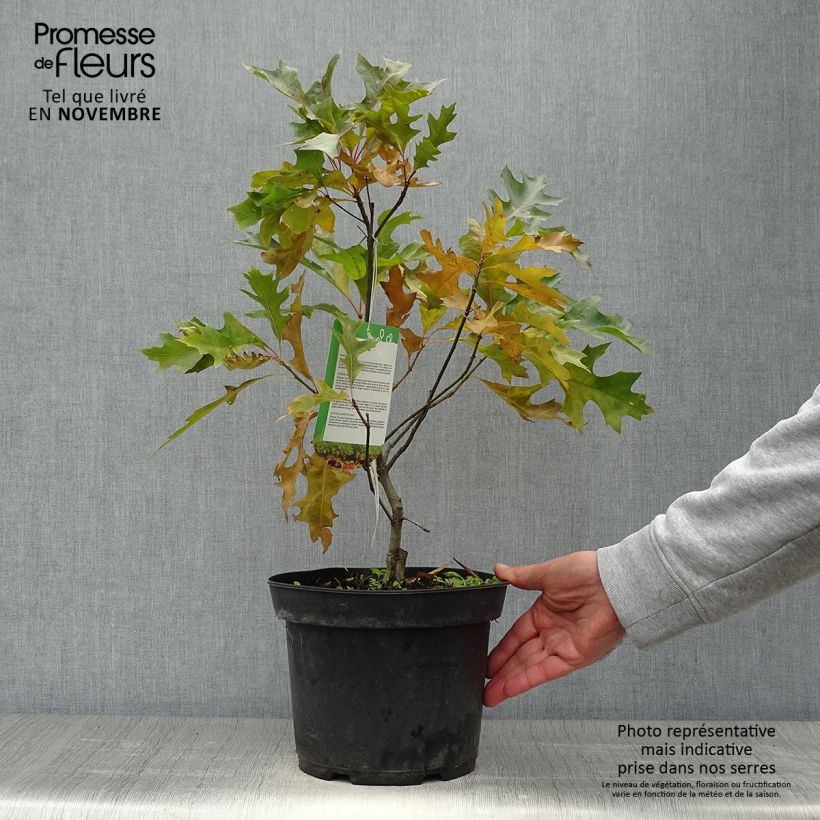 Ejemplar de Chêne des marais nain - Quercus palustris Isabel Pot de 4L/5L entregado en otoño