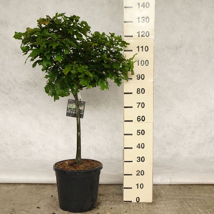 Chêne des marais - Quercus palustris Green Dwarf Pot de 18L/20L Tige de 40 cm Ejemplar entregado en la primavera