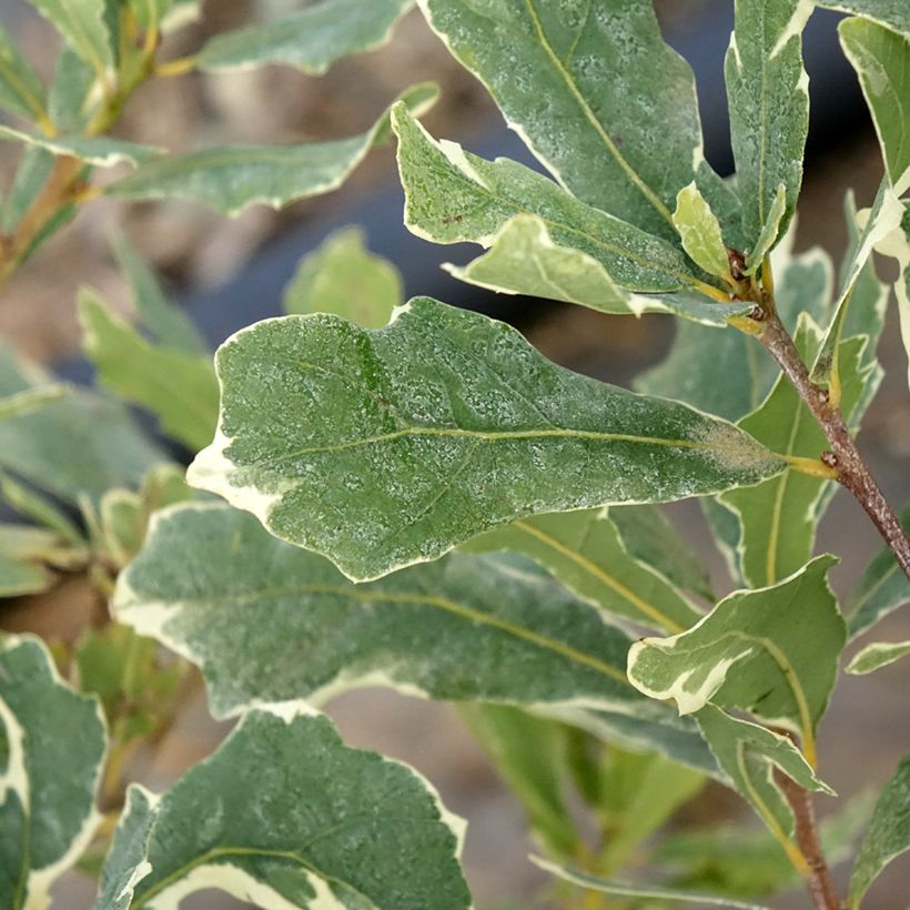 Quercus robur Argenteomarginata - Roble común (Follaje)