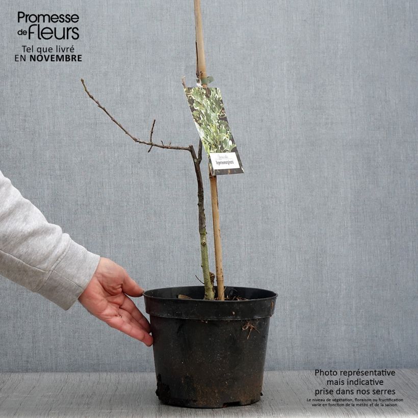 Ejemplar de Chêne pédonculé - Quercus robur Argenteomarginata - Pot de 4L/5L entregado en otoño