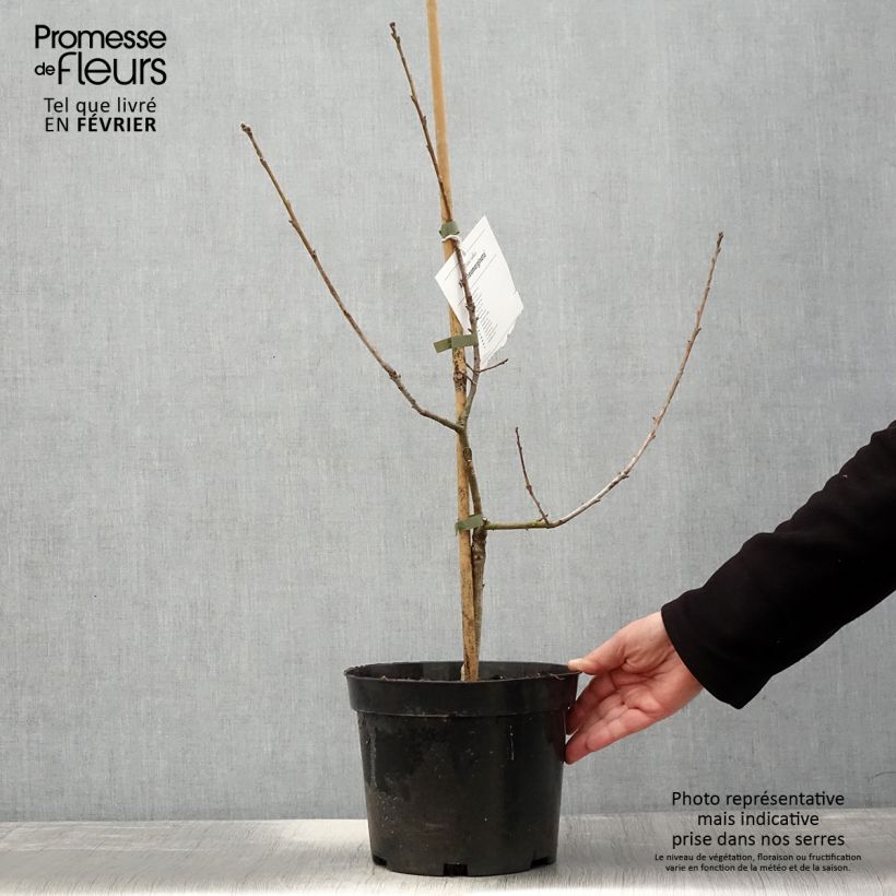 Chêne pédonculé - Quercus robur Argenteomarginata - Pot de 4L/5L Ejemplar entregado en invierno