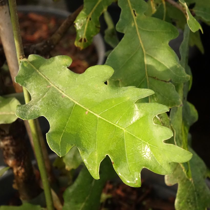 Quercus robur Jan Zamoyski - Roble común (Follaje)