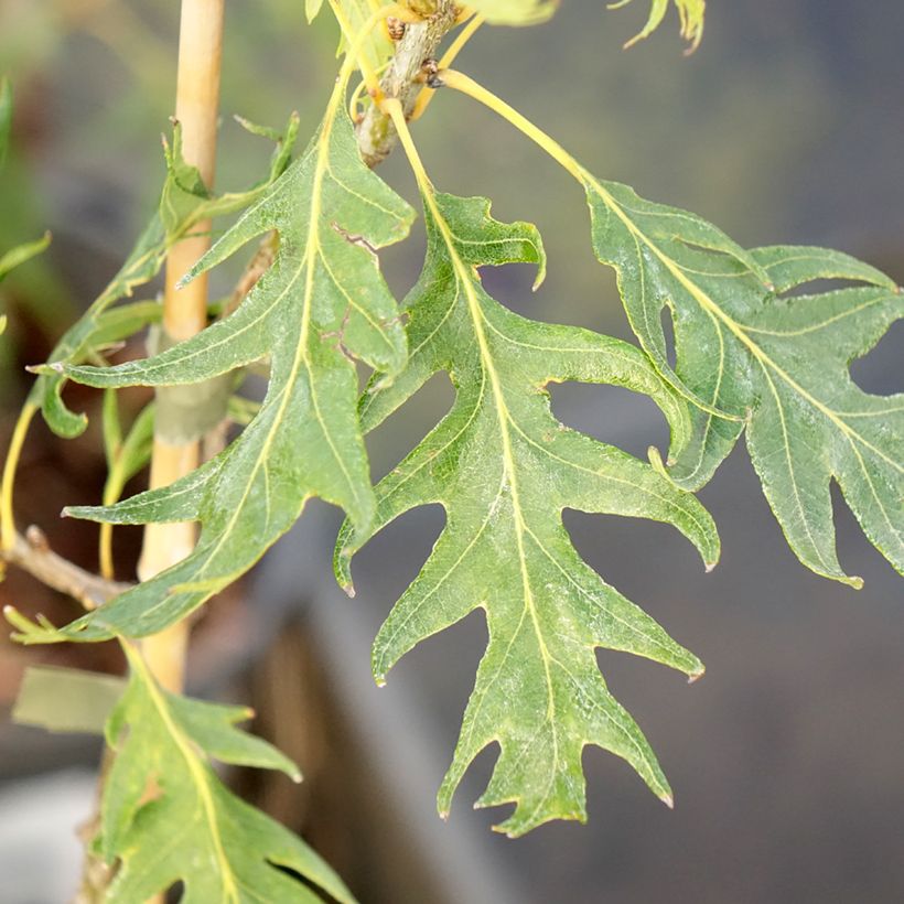 Quercus robur Miky - Roble común (Follaje)