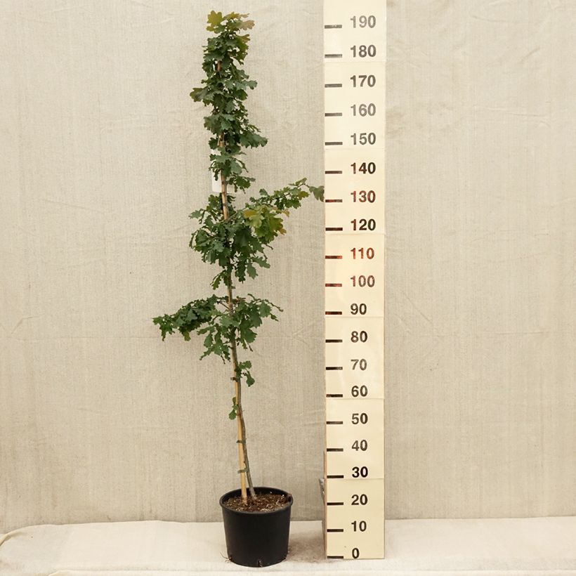 Chêne pédonculé - Quercus robur Pot de 7.5L/10L Ejemplar entregado en la primavera