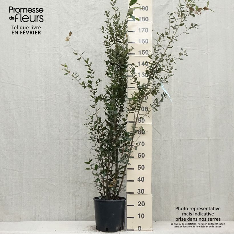 Chêne vert 125/150cm en pot de 12L - Quercus ilex Ejemplar entregado en invierno