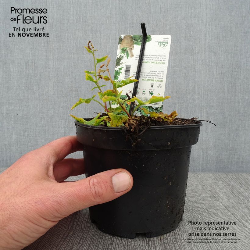 Ejemplar de Chénopode Bon Henri en plant - Chenopodium bonus-henricus Pot de 1,5L/2L entregado en otoño