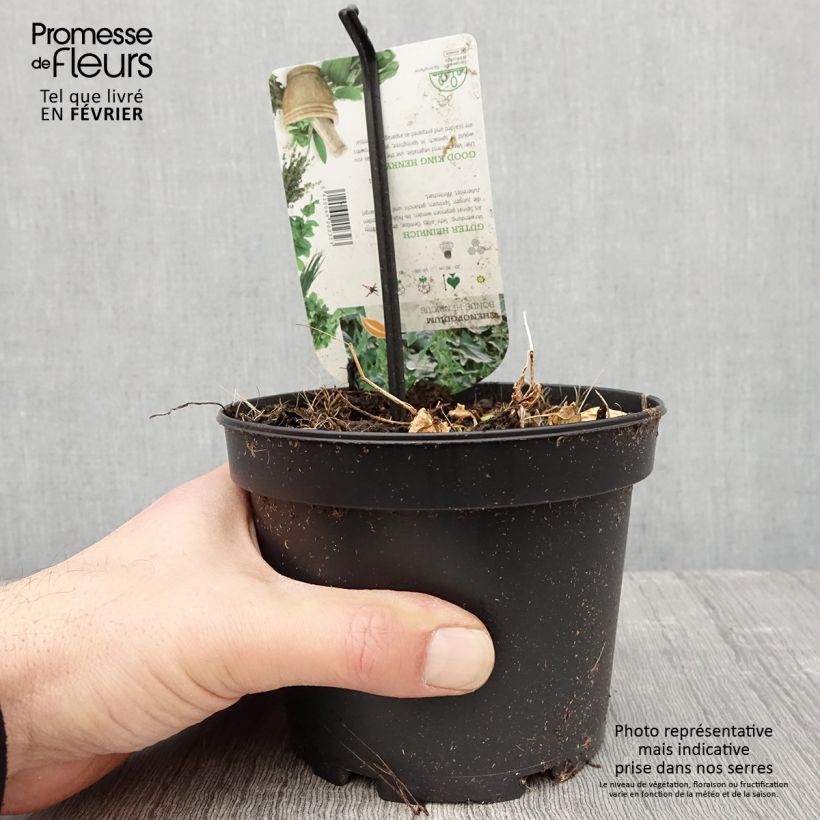 Chénopode Bon Henri en plant - Chenopodium bonus-henricus Pot de 1,5L/2L Ejemplar entregado en invierno