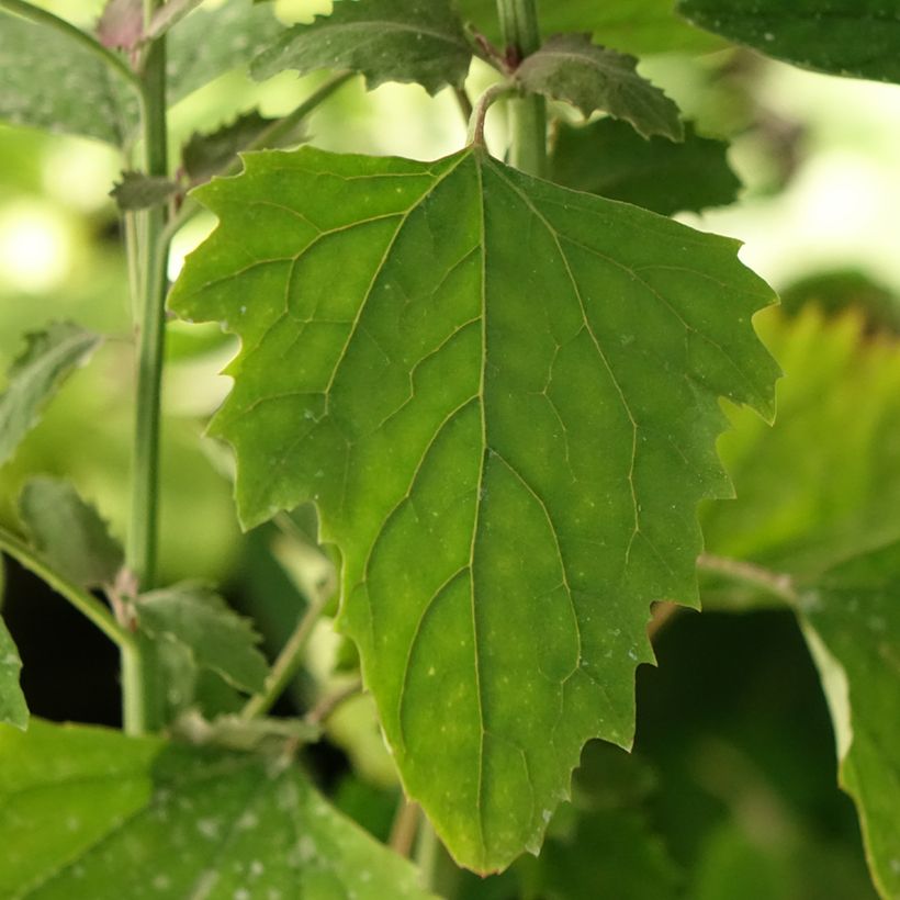 Pata de ganso gigante - Chenopodium giganteum (Follaje)