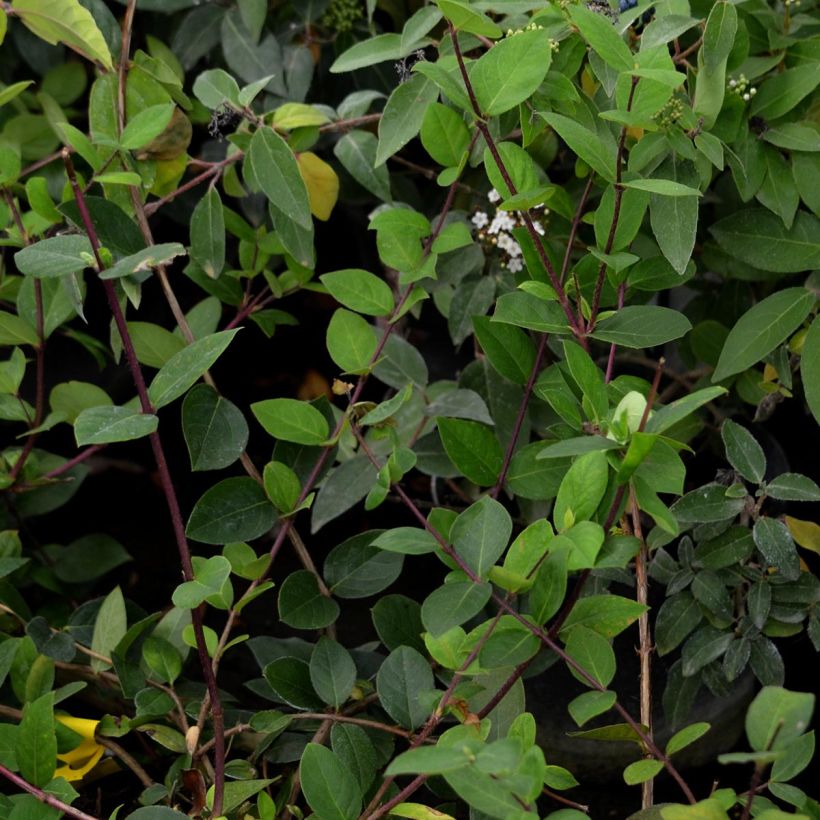 Lonicera fragrantissima - Madreselva de invierno (Follaje)