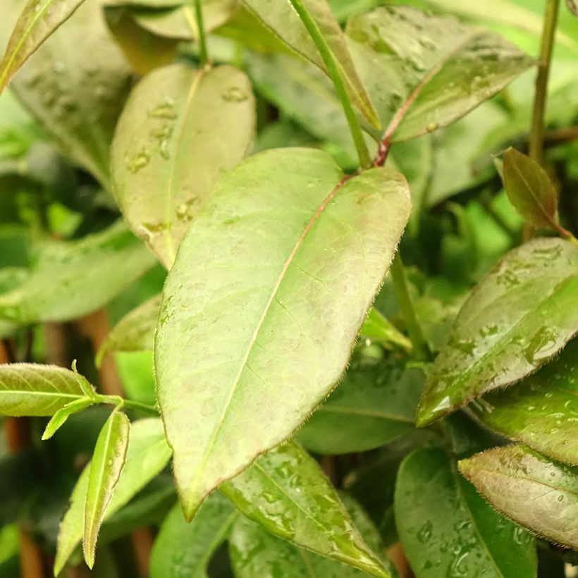 Lonicera henryi Copper Beauty - Madreselva (Follaje)