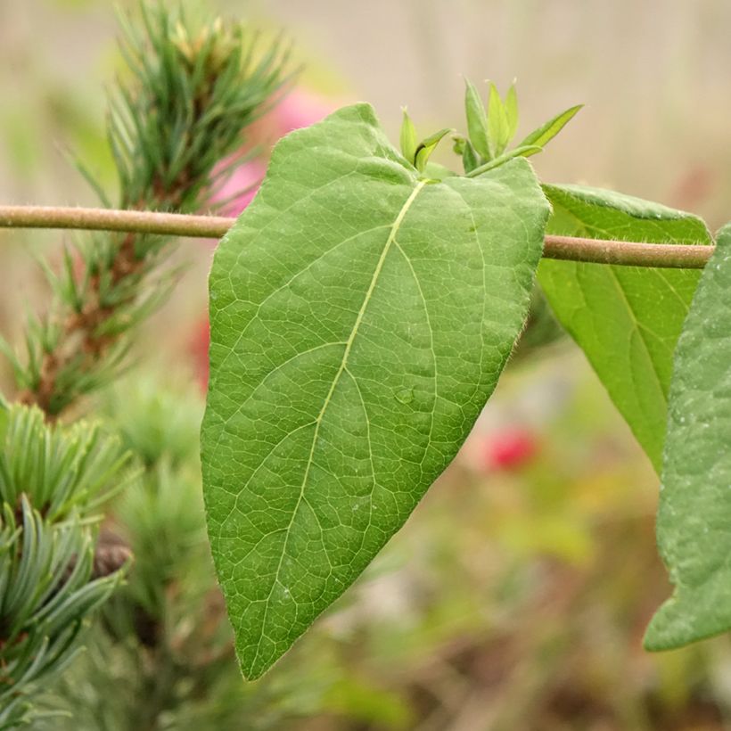 Lonicera henryi Caprilia Ever - Madreselva (Follaje)